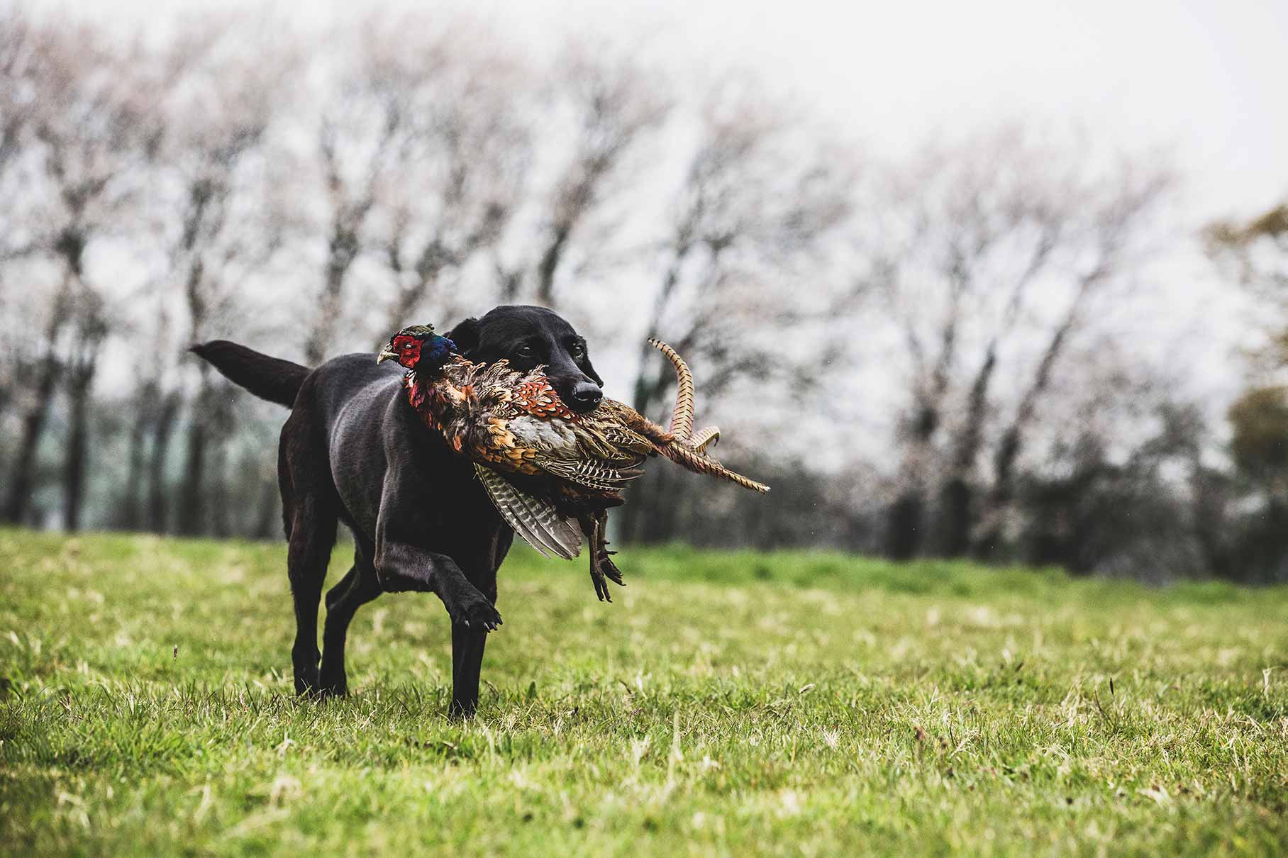 Black lab retrieving a pheasant