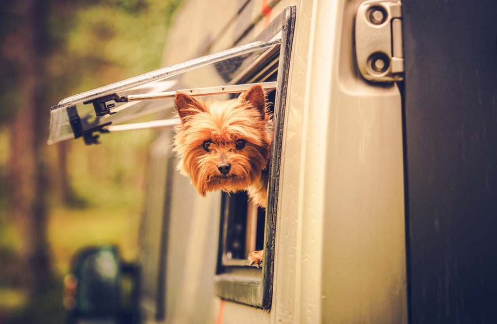 Dog traveling with family for RV Camping in North Dakota